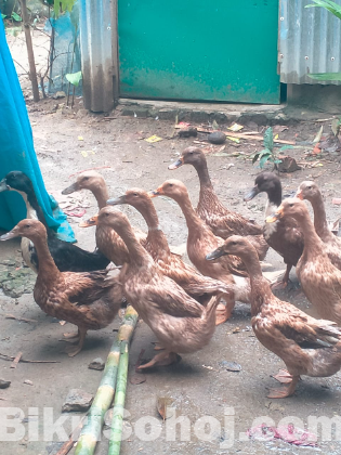 পাতি হাঁস